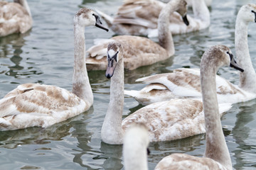 Swans on the lake
