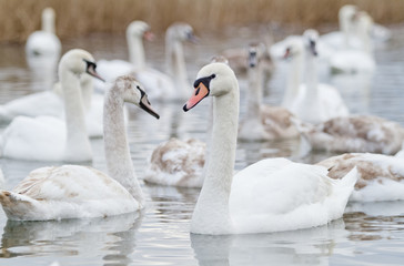 Fototapeta premium Swans on the lake