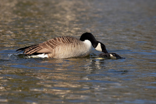 Canada Goose - Copulation.