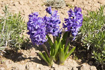 Macro di tre giacinti