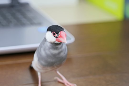 桜文鳥 雄 の画像 10 件の Stock 写真 ベクターおよびビデオ Adobe Stock