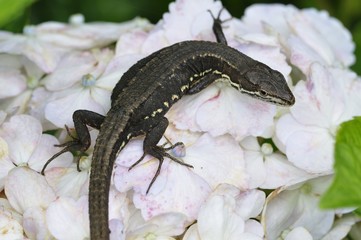 カナヘビ