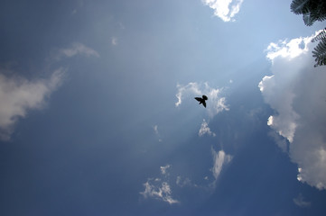 Silhouette of Bird on Sky