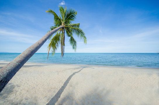 Summer beach with the coconut tree with its shadow in focus at the seaside. vacation mood concept.