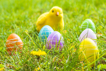 Pâques/oeufs de Pâques avec poussin dans l'herbe © Photo Feats