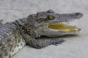 Crocodile open its mouth