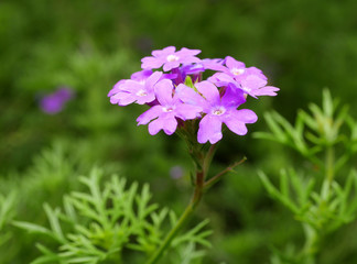 Verbena flower 1