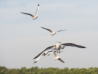 Migratory seagulls flock to the Bang Pu Seaside