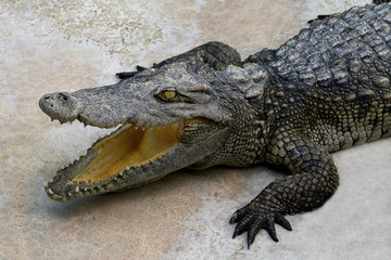 Obraz premium Crocodile open its mouth