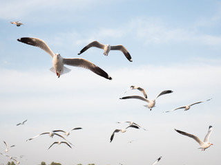 Migratory seagulls flock to the Bang Pu Seaside