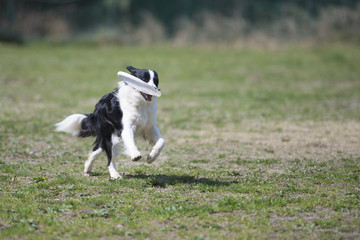 ボーダーコリー