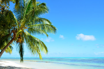 Fototapeta na wymiar A tropical palm tree beach
