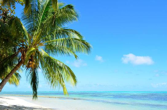 A tropical palm tree beach