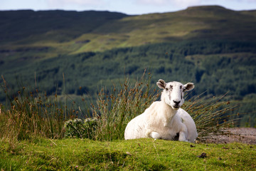 Fototapeta premium Ilse of Mull Sheep