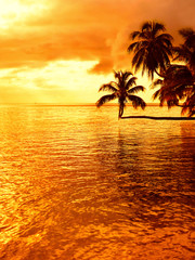 Plakat Tropical coconut palm tree sunset