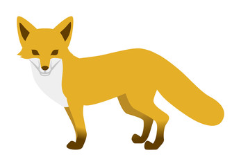 Fototapeta premium キタキツネ - Fox
