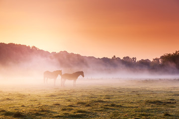 horses grazing on pasture