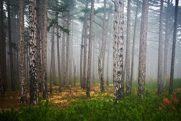 Obrazy  Mglisty las