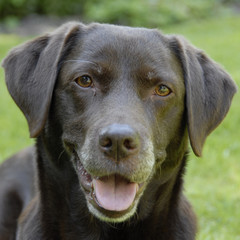 bruine labrador kijkt blij in de camera