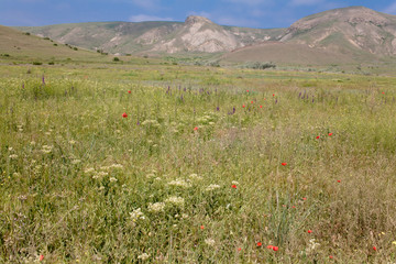 Mountains and meadow