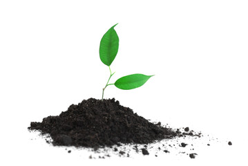 Young plant in ground, isolated on white