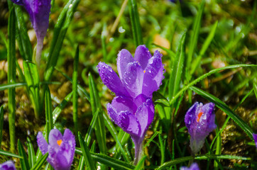 Wild flower crocus