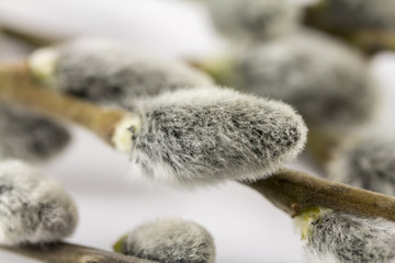 Willow buds