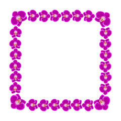 Beautiful orchid flowers frame