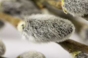 Willow buds