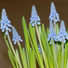 Foto op Plexiglas blauwe druifjes in bloei © Carmela