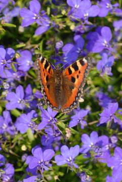 vlinder op paarse bloemen in de lente