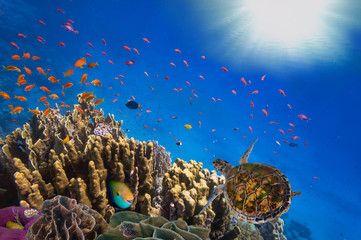 Coral Reef and Tropical Fish in Sunlight