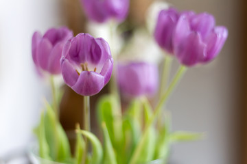 Fototapeta premium Blühende Tulpen