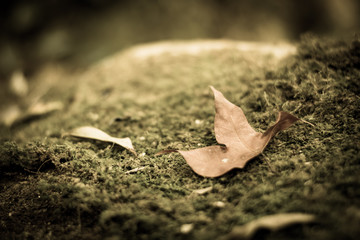 dry leaves on ground