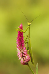 Tropical mantis