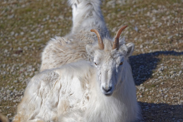 Dall sheep