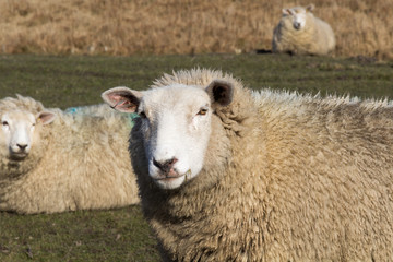 Obraz premium Schaf schaut zur Kamera