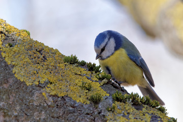 Eurasian blue tit