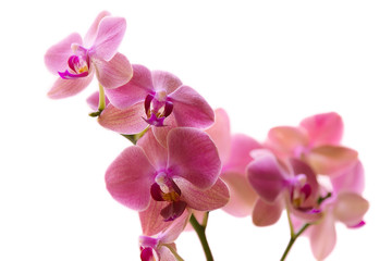 Fototapeta na wymiar Beautiful orchid on white background