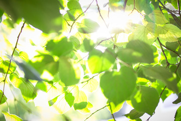 Warm sun rays on green foliage
