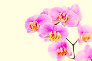 Naklejka na ściany i meble Orchid flower on yellow background