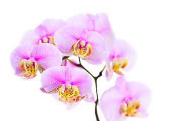 Obraz na płótnie Canvas Beautiful orchid flower on white background