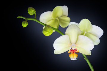 orchid isolated on black
