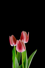 red tulips on a black background