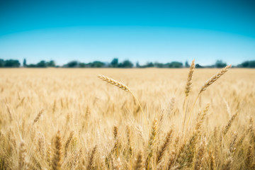 wheat field with blue sky in background