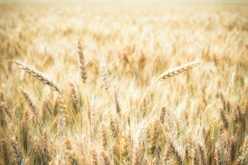 wheat field and sunny day