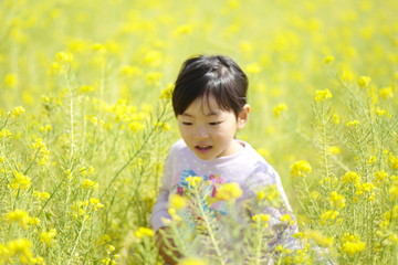 Fototapeta premium 菜の花畑