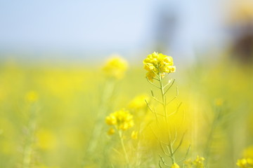 菜の花畑