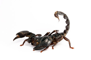 Giant forest scorpion (Heterometrus laoticus) on white background. Heterometrus sp. are the tropical forest scorpion. 