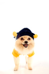 soft,pomeranian dog short hair on white background